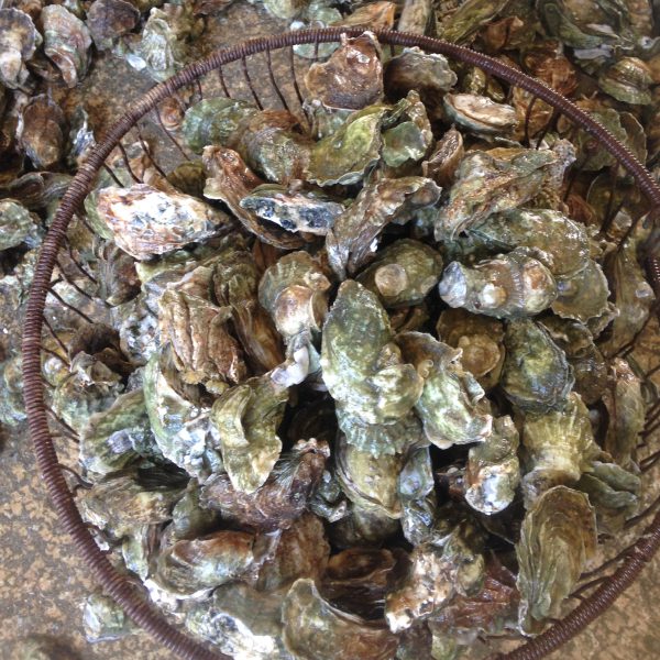 One Bushel of Oyster Clusters