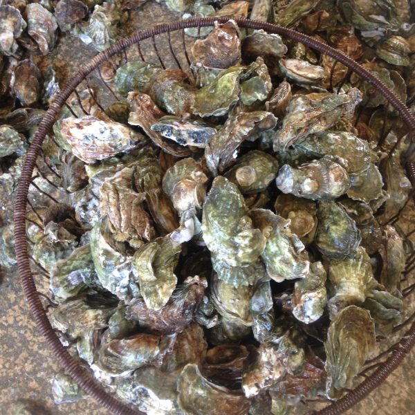 17 how many oysters in a bushel Ultimate Guide